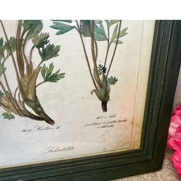 Antique botanical illustration Pulsatilla plant Pasque flower - Picture 6 of 7